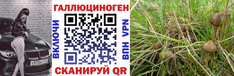 Псилоцибиновые грибы Cubensis  Спасск-Рязанский 